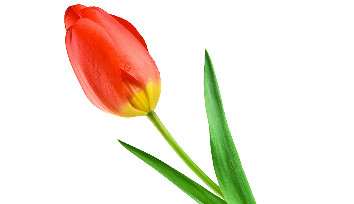TULIP