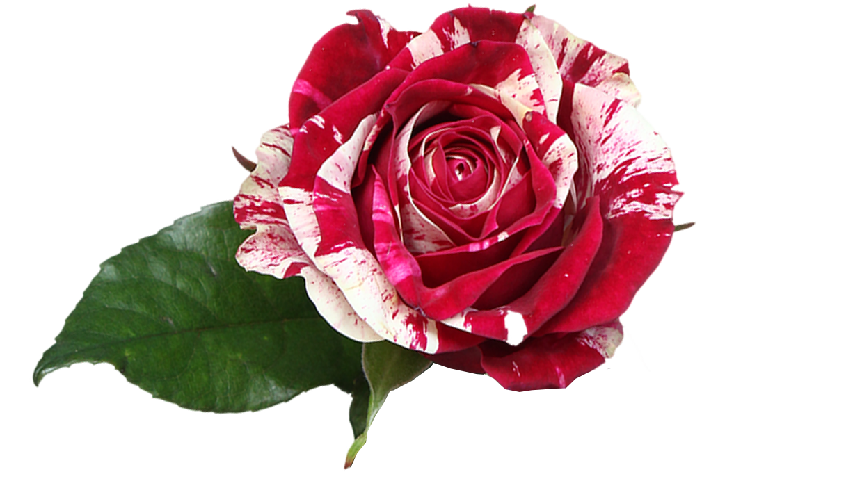 rosa